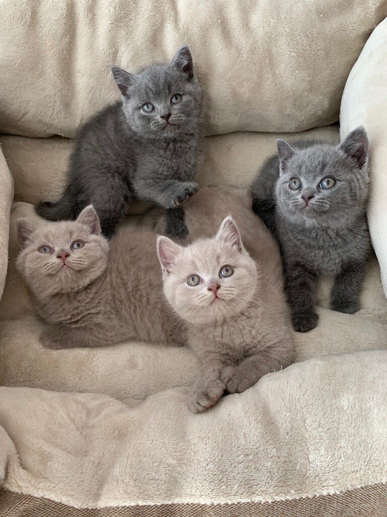 gumtree british shorthair kittens